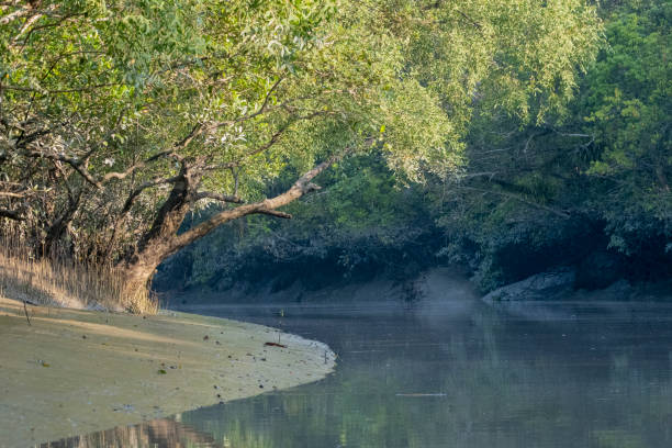 Sundarbans Wildlife Adventure